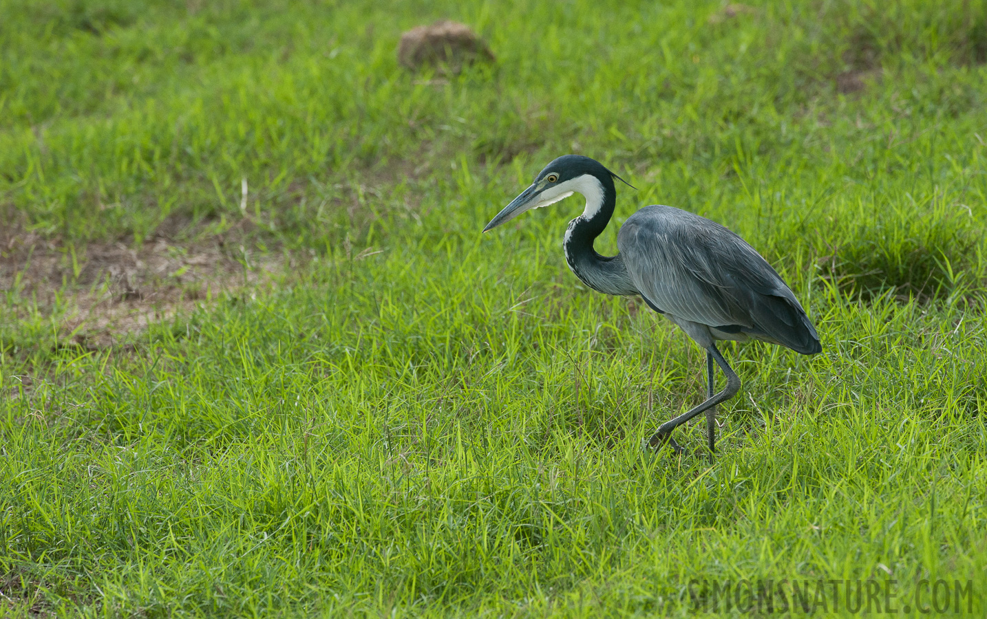 Ardea melanocephala [420 mm, 1/2000 sec at f / 8.0, ISO 1600]